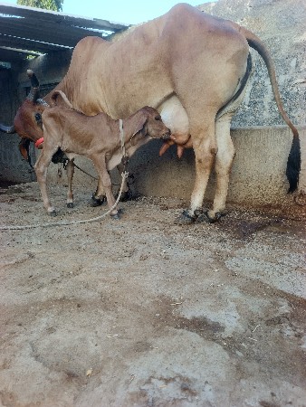 ગાય વૅચવાની છૅ.