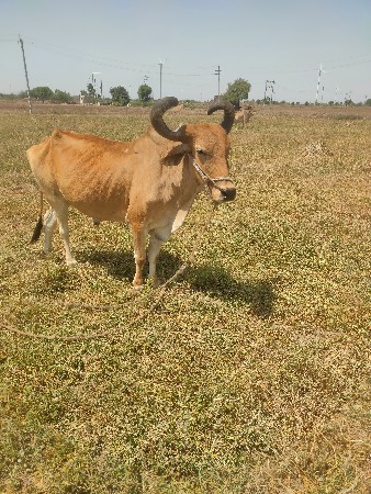 બળદ વેચવાનો છે