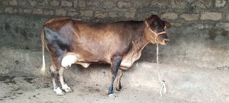 જર્સી ગાય વેચવાની છે.