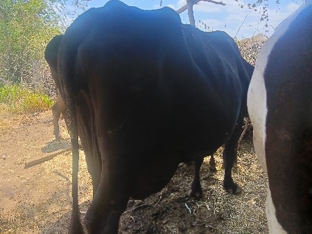 વખચવાનૉછે