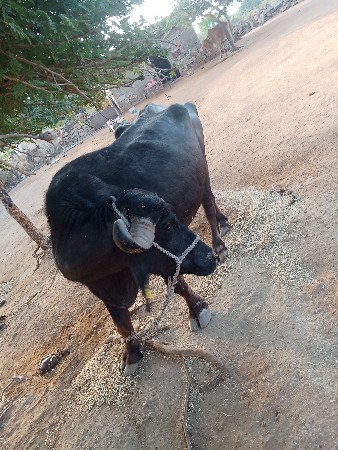 આ ભેંસ વેચવાની છે