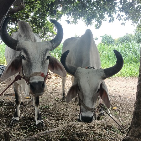 બળદ દેવાના સે