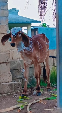 ગીર વાંસળી