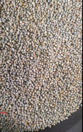 બાજરો વેચવાનો છે ખાવા માટે