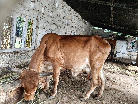 ગાય વેચવાની છે