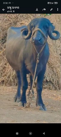 પેલૂવેતર.