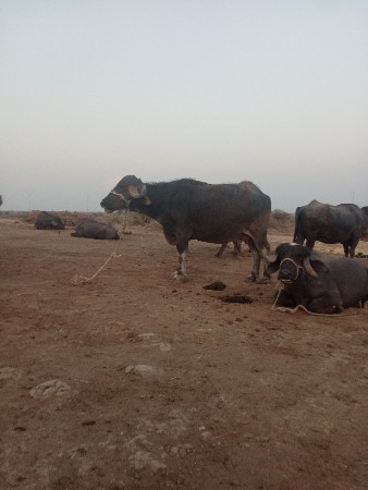 ભેસ વેચવા ની સે