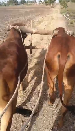 આ ગોઢલાવેસવાનાછે