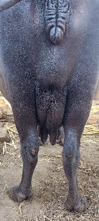 3 વેતર ની ભેંસ
