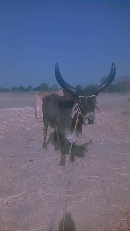 કિંમત 22000