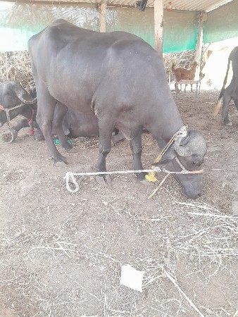ખડૅલી વેશવા ની છે