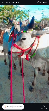 બિલકુલ વેચવાના છે બેસવાના