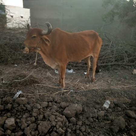 વેચવાના છે ત્રીજી ત્રીજી ધરના