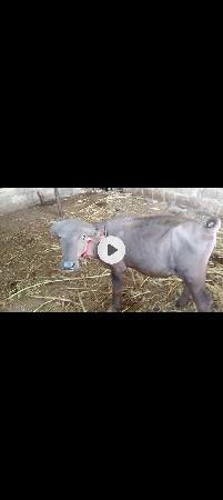 પાડાવૅચવાનાછૅ