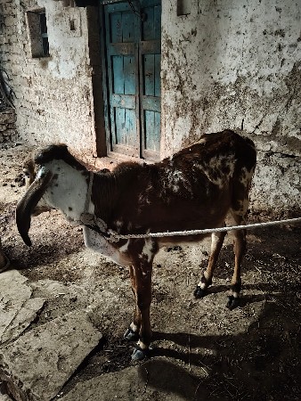 આ વાછડી વેચવાની છે