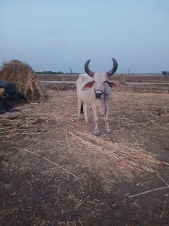 બળદ વેચવાનો છે