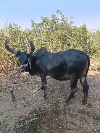 આ બડદ વેચવાનો છે