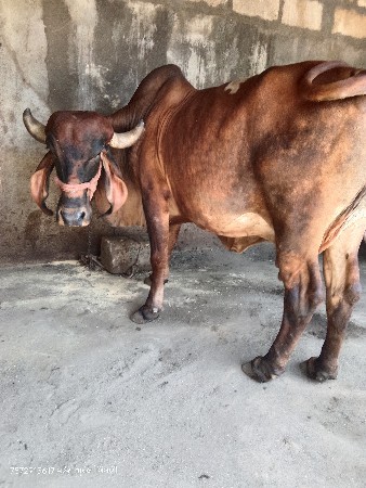 ગીર ગાય વેચવાની છે
