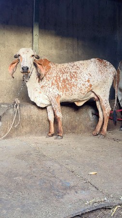 પેલું વેતર ગીર કાબરી હોડકી