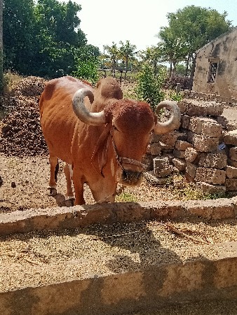 બળદ વેસવાંના છે