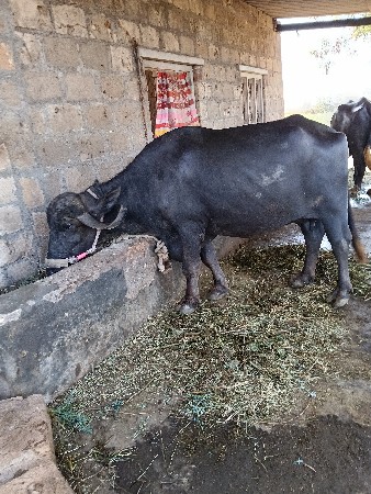 ભેંસ વેચવાની છે
