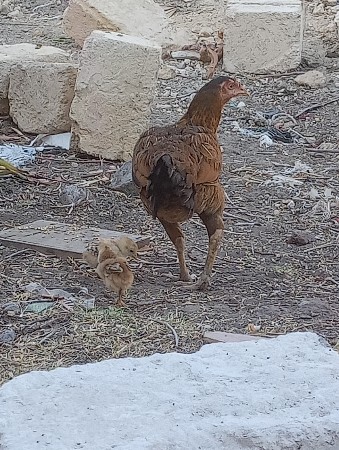 બે બચ્ચા વાળી મુરઘી