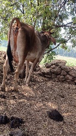 ગાય વેચવાની છે 9978301924