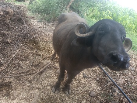 વેચવાની છે