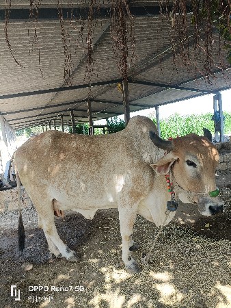 vesvani che