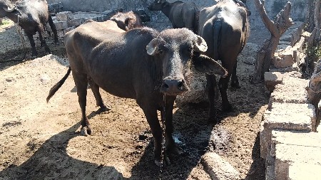 પેલા વેતરની ખડેલી વેસવાનીછે