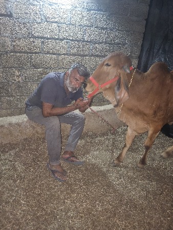 મા નુ દુધ  એક ટાઇમ 9 લીટર