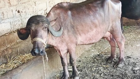 ભેંસ વેચવાની છે