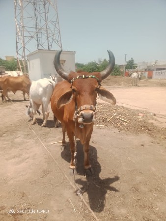 શિવસે શહેર