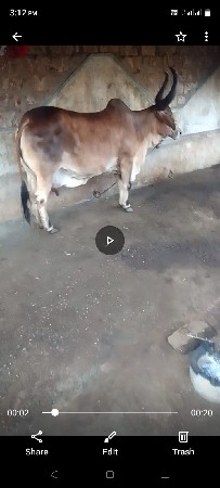 3, ઞાય વેચવાની છે