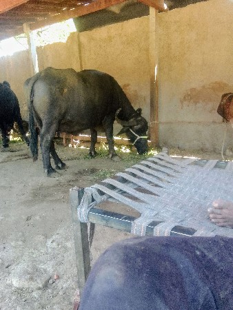 ભેંસવેચવાની છે સાટા પણ ચાલે