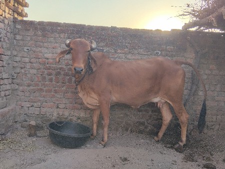 ગાય વેચવાની છે.