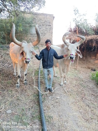બળદ વેસવાના સે