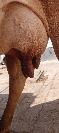 ગાય વેચવાની છે