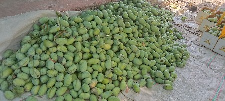 Talala gir ni prakyat kesar keri