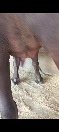 ખડેલી