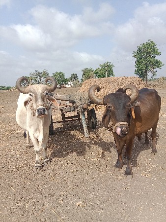 બડધ