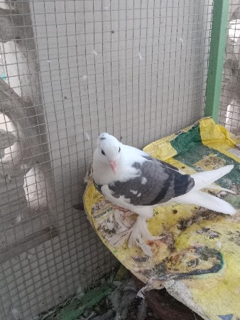 કબુતર