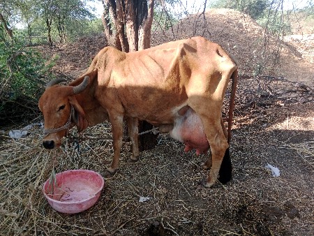 ગાય વેચવાની છે