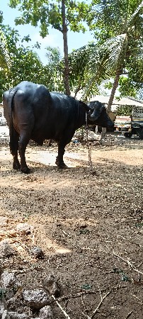 પેલું વેતર પાડી વૈચવાની છે