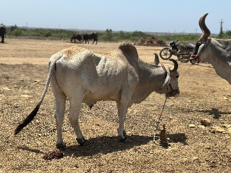 બળદ વેચવા નો છે..3.ધર નો.. છે..