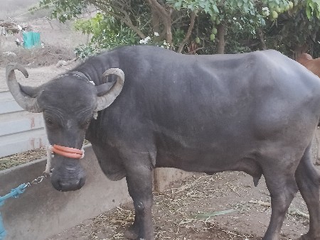 ભેશ વેચવાની છે