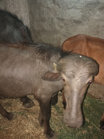 પાડી વેચવા ની છે