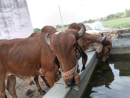 બરધ વેચવા ના છે