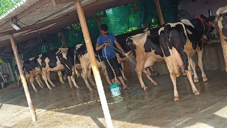 સારી