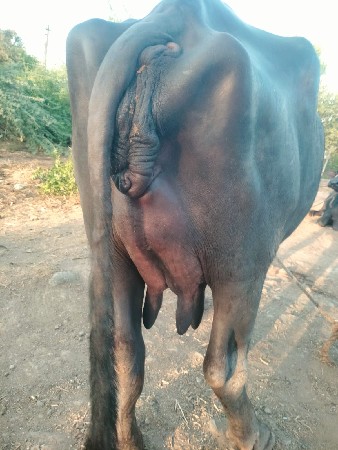 ભેંસ વેચવાની છે ત્રીજું વેતર વ્યાસે